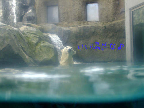 「北海道の旅2012 旭山動物園」_a0000029_1221435.jpg