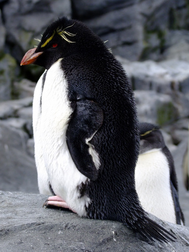「北海道の旅2012 旭山動物園」_a0000029_12224892.jpg