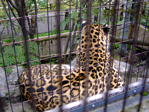 「北海道の旅2012 旭山動物園」_a0000029_1251951.jpg