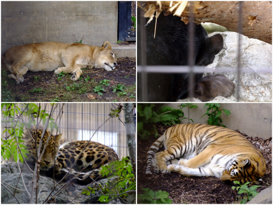 「北海道の旅2012 旭山動物園」_a0000029_12552129.jpg