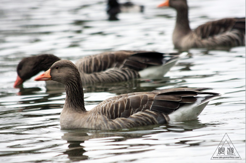 279 Kleinhesseloher See ~ミュンヘンの都市公園にて~_c0211532_015247.jpg