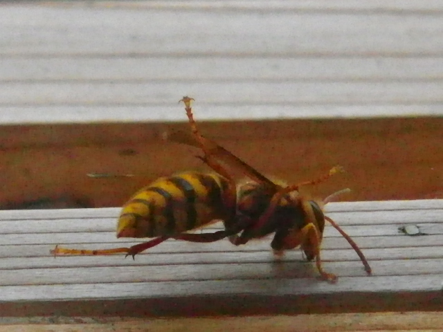オムライス!_b0207642_12103043.jpg