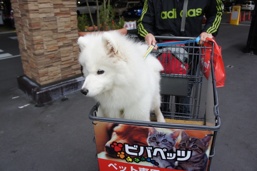お買い物_f0128542_10234916.jpg