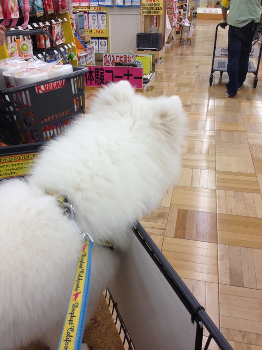 お買い物_f0128542_10271268.jpg