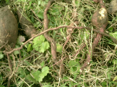 e0033751_19311210.jpg