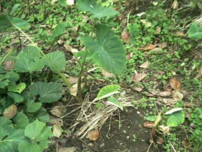 e0033751_19314740.jpg