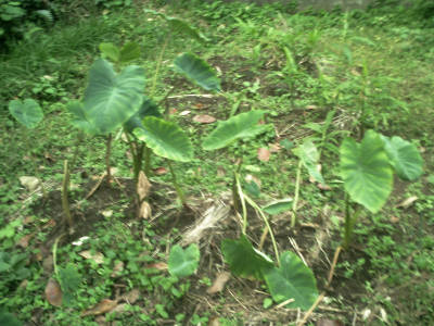 e0033751_1932436.jpg