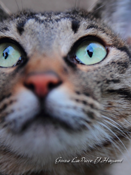 猫のいる風景 近所の三毛 近いって!_b0133053_0101159.jpg