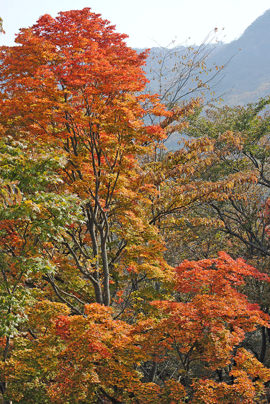 11月1日　榛名の紅葉 2012_a0001354_19562872.gif