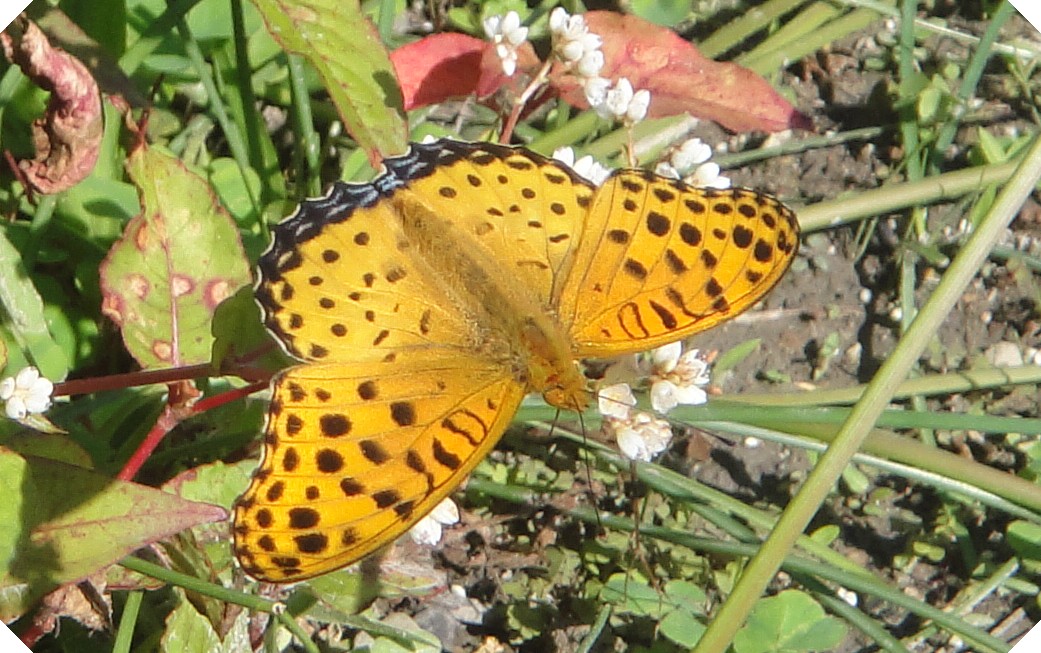c0108460_1885388.jpg