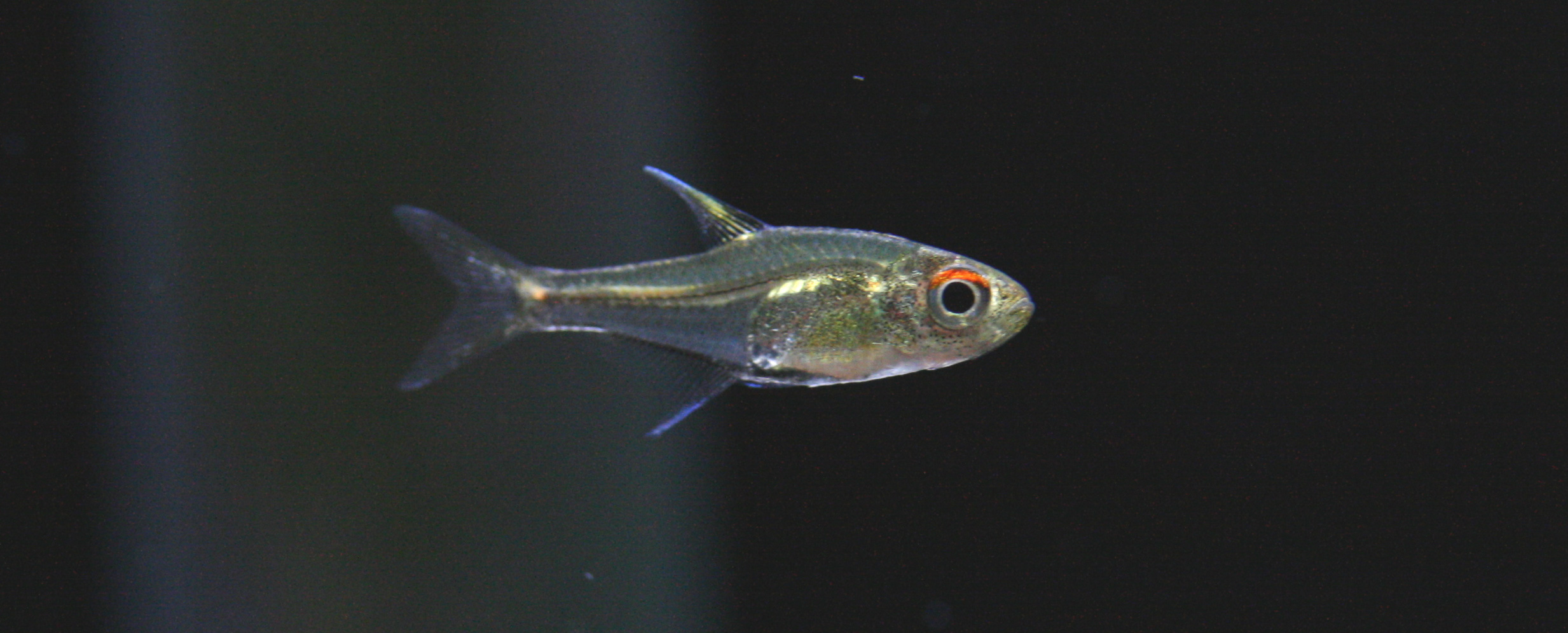 a0162263_21474386.jpg