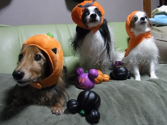 ハロウィン 2012　犬だらけメンバー_e0059267_8462065.jpg