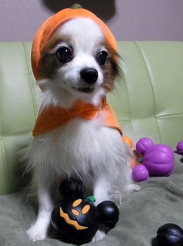 ハロウィン 2012　犬だらけメンバー_e0059267_85333.jpg