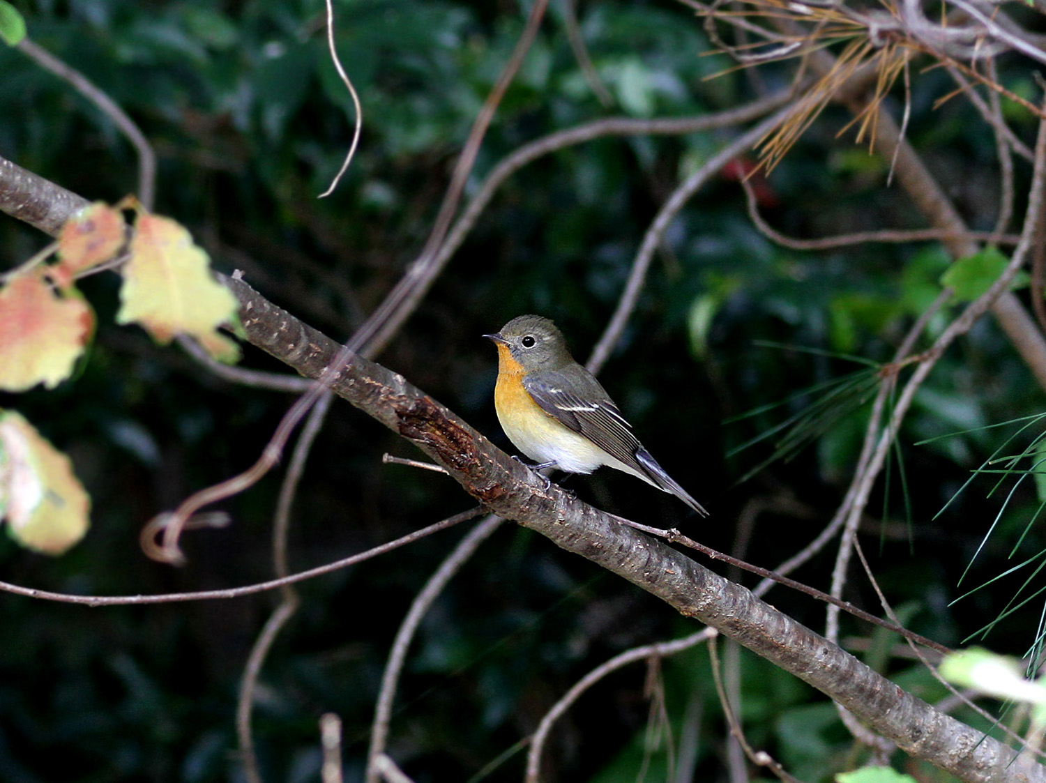 紅葉とムギマキ_f0215767_16553354.jpg