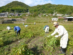ええとこ村プロジェクト　そば刈り作業　_e0175370_16202739.jpg