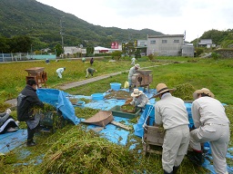 ええとこ村プロジェクト　そば刈り作業　_e0175370_174375.jpg