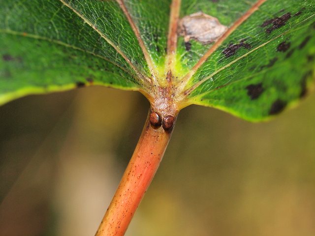 Ａ先生の植物教室_b0135573_21563585.jpg