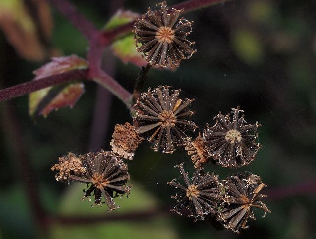 Ａ先生の植物教室_b0135573_21572946.jpg