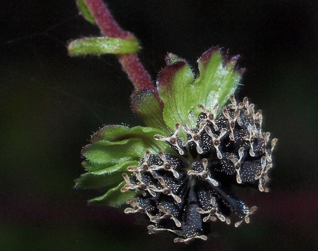 Ａ先生の植物教室_b0135573_21575243.jpg