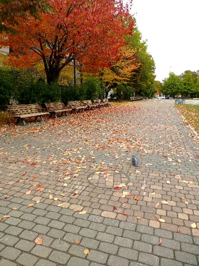 札幌・大通り公園の紅葉_d0084473_20454367.jpg