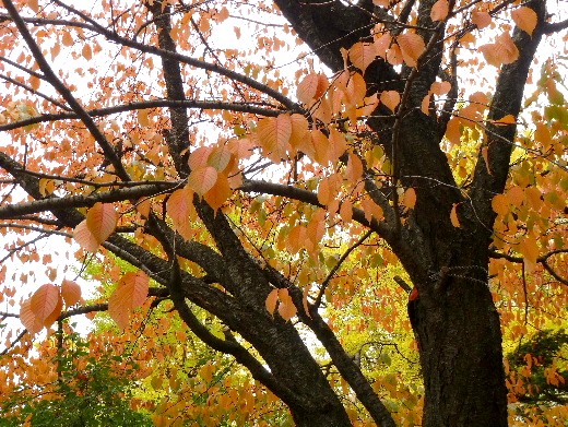 札幌・大通り公園の紅葉_d0084473_2046238.jpg