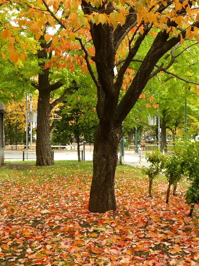 札幌・大通り公園の紅葉_d0084473_20464345.jpg