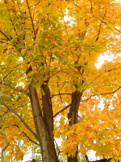 札幌・大通り公園の紅葉_d0084473_2047246.jpg