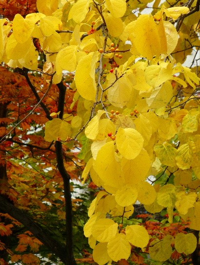 札幌・大通り公園の紅葉_d0084473_2047396.jpg