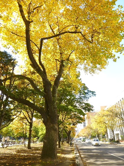 札幌・大通り公園の紅葉_d0084473_20482569.jpg