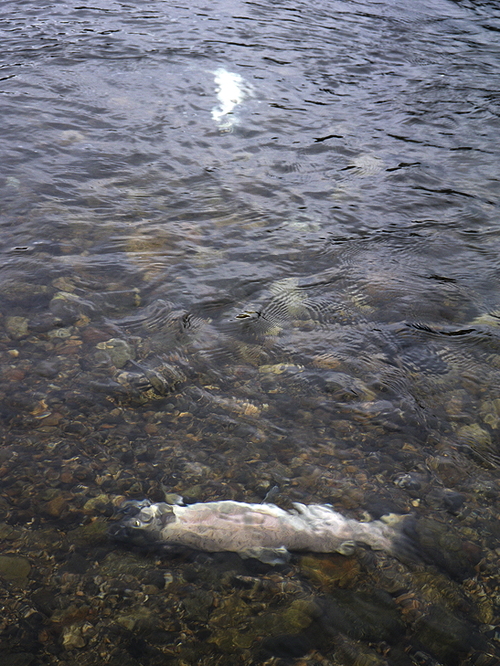 d0054076_19453292.jpg