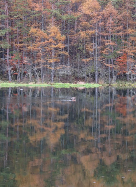 先週末のl紅葉画像：御射鹿池_a0091680_2021265.jpg