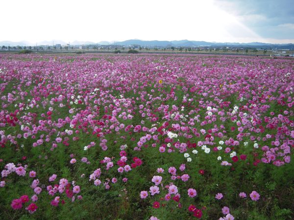 ひまわりの丘公園（小野市浄谷町）_d0076283_23584666.jpg