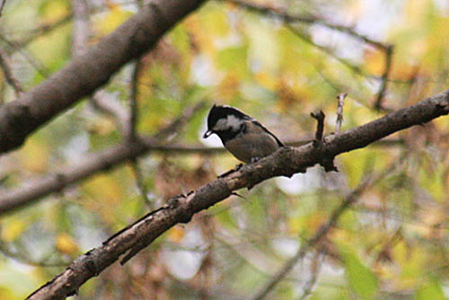 コキア（武蔵丘陵森林公園）と、今季初の野鳥エナガ_f0030085_2115436.jpg