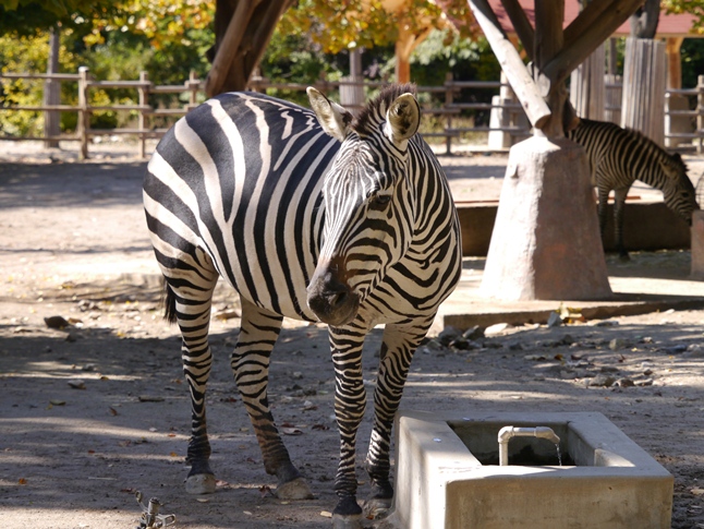 ２０１２年１０月ソウル動物園その１_a0052986_0222151.jpg