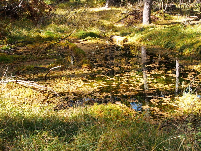 秋の北八ヶ岳紀行 Ⅱ（2）　　稲子湯から　秋色の森を♪  ②_e0195587_20204668.jpg