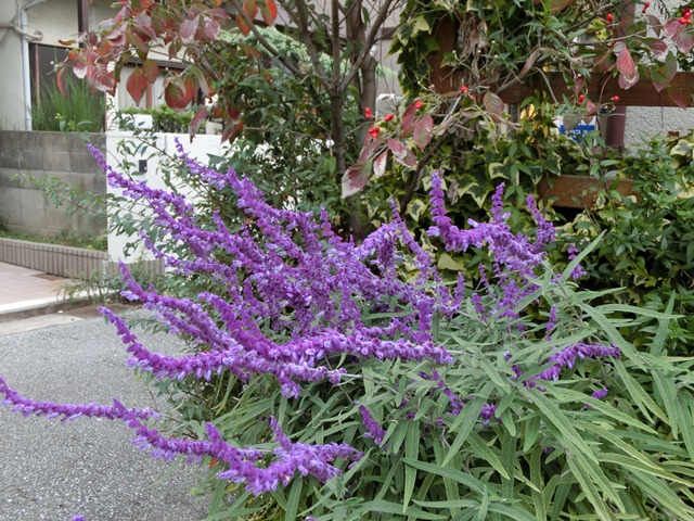 素敵な庭、花の育て方、秋の花、窓辺の花、元気をくれる素敵な花_d0181492_20142972.jpg