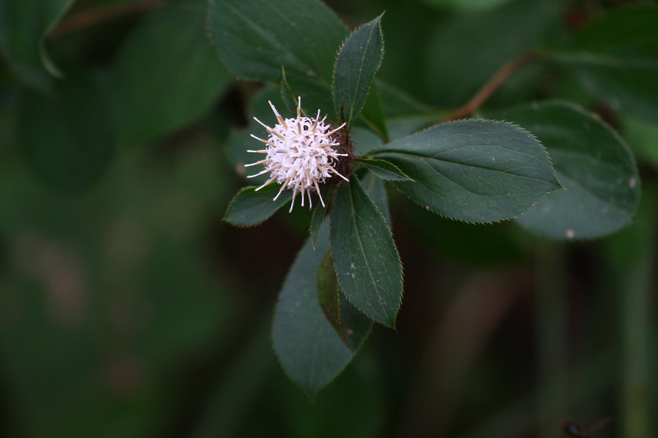e0167295_623240.jpg