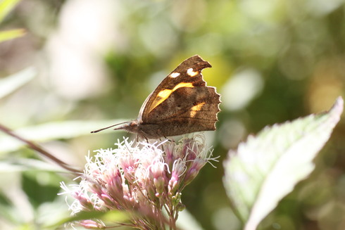 埼玉北部　　              　　　 テングチョウ他2012/11/02②_d0251807_10354764.jpg