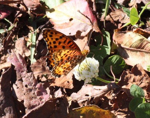 埼玉北部　　              　　　 テングチョウ他2012/11/02②_d0251807_10355499.jpg