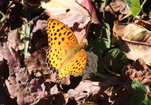 埼玉北部　　              　　　 テングチョウ他2012/11/02②_d0251807_10361349.jpg