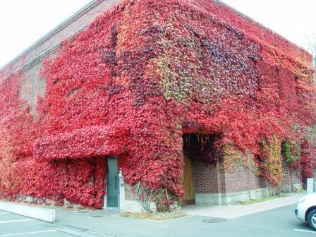 六花亭 福住店の紅葉 月寒のひつじ