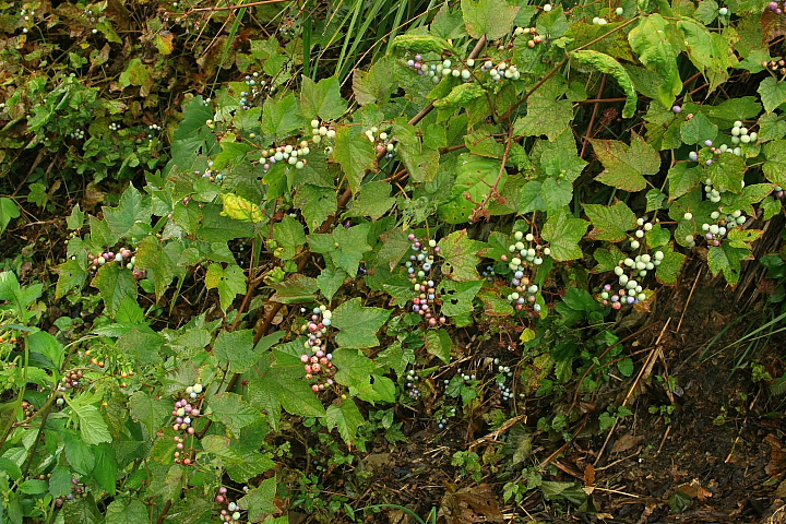 雨・紅葉と白煙 - 2012年秋・飯山線 - _b0190710_22574568.jpg