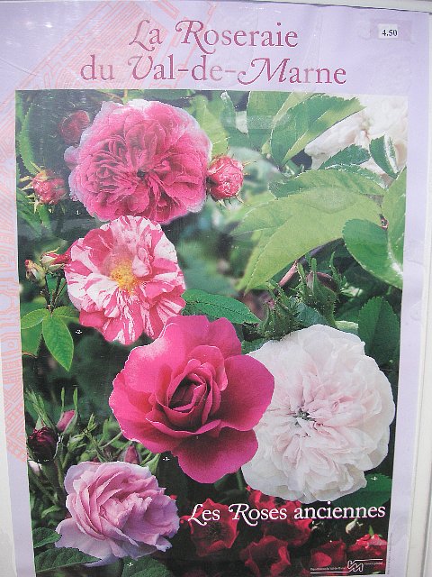 オールドローズ好きのold Roses 薔薇のガーデナー Weekend S Ladybirds オールドローズ好きのold Roses 薔薇のガーデナー Weekend S Ladybirds