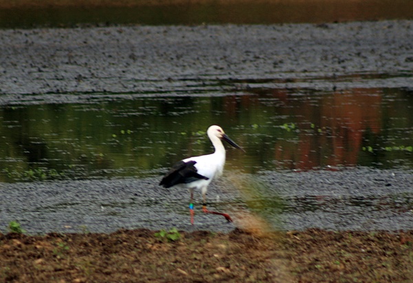 ようこそ・・・・・コウノトリ_d0025414_063456.jpg