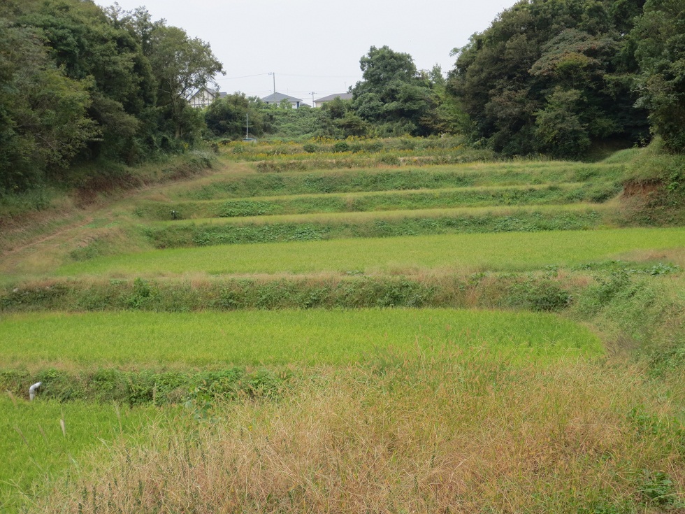 里山にも押しよせる波が…_b0275715_5472756.jpg