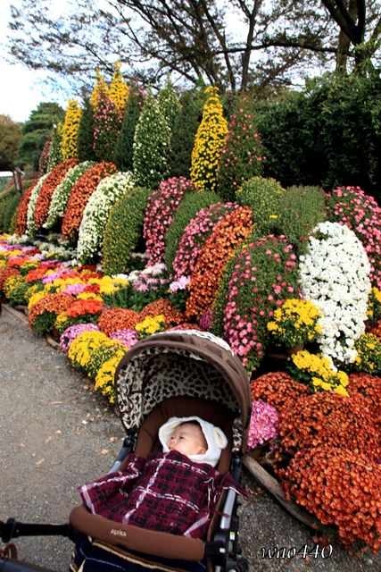 菊花　（第52回神代植物公園菊花大会にて）_e0185525_197584.jpg