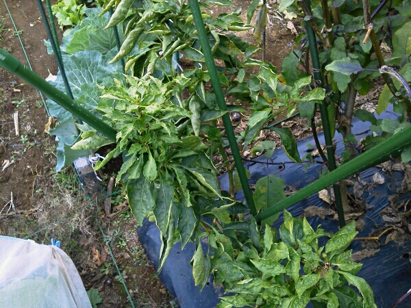 c0246826_8574962.jpg
