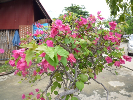 タイの花。_b0226431_11113396.jpg