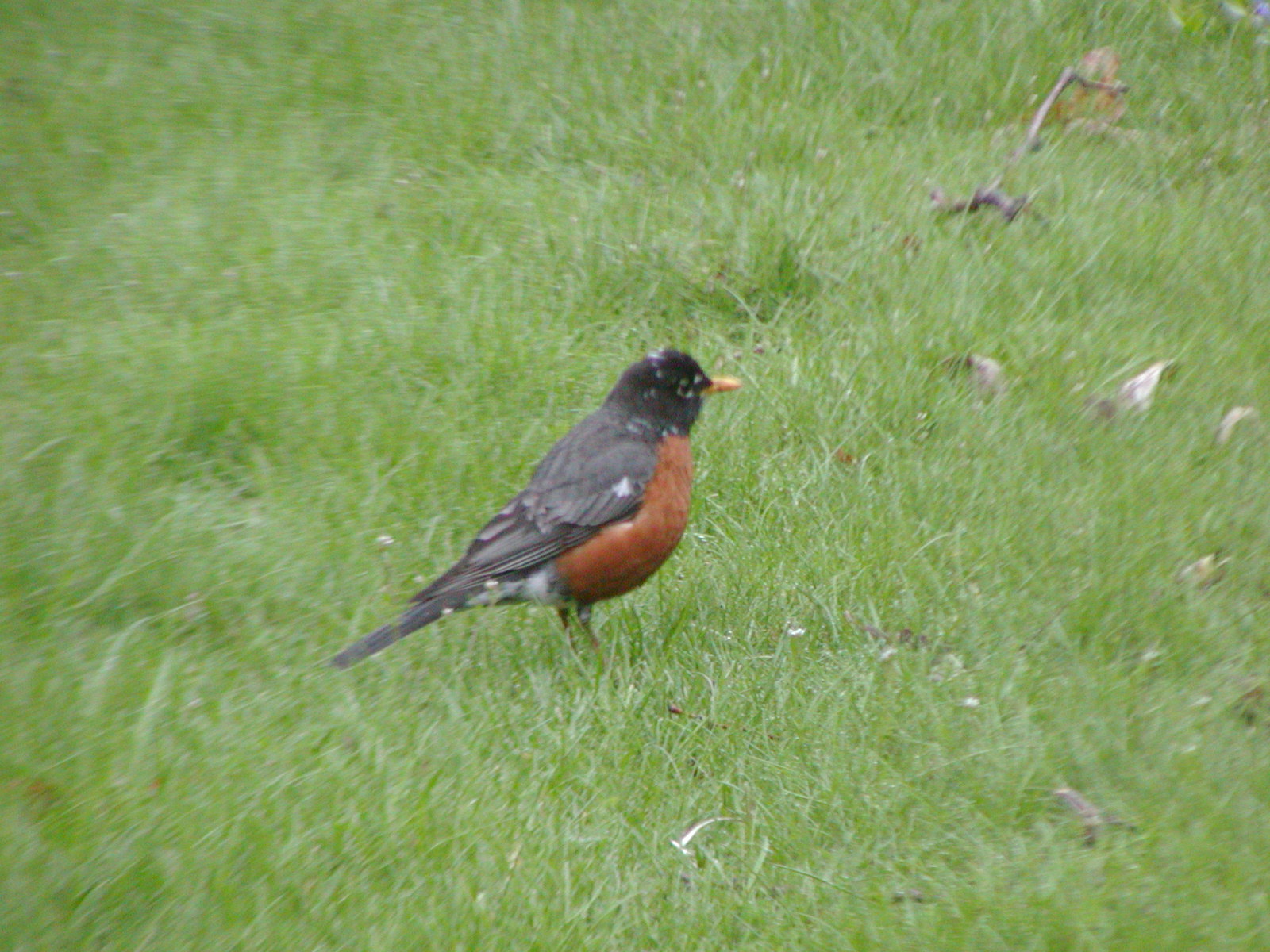 森の癒しをあなたに～コマツグミ・American Robin♪_d0216939_0181437.jpg