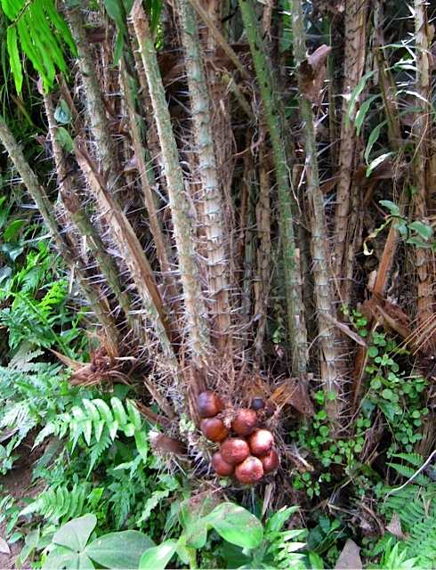 植物のお勉強_d0106242_2004136.jpg